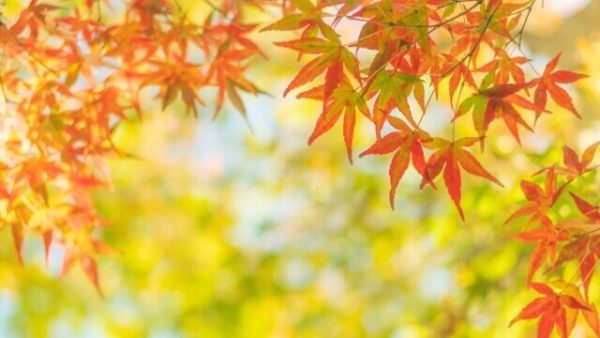 外壁塗装は「秋」が人気のシーズン。秋が人気な理由と注意点を簡単解説！